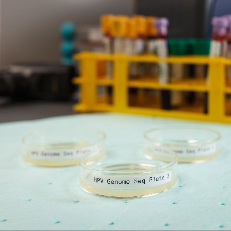 Brady B33-151-7425 Polypropylene Labels For The Bbp33/I3300 Printer 148678