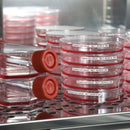 Brady B33-151-490 Freezerbondz Labels For Bbp33/I3300 Printers 142941